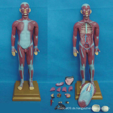 Menschliches medizinisches anatomisches Muskelsystemmodell (R030111)